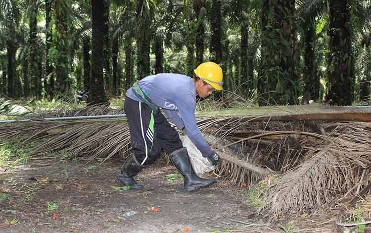 SSMS Bagikan 50 Persen Laba Bersih Sebagai Dividen Tunai