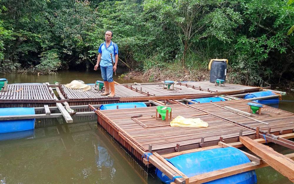 Sungai Tewah Sering Tercemar Lumpur, Budidaya Ikan Keramba Warga ini Terancam Merugi