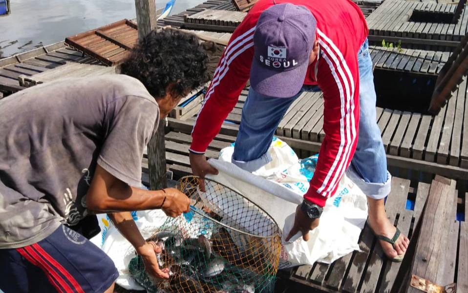Percontohan Budidaya Lele Keramba di Bendungan Tampa Bisa Panen 2 Bulan