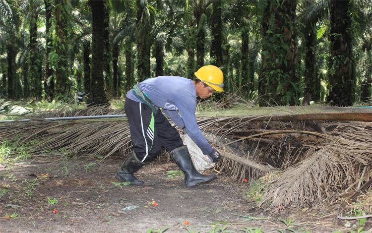 Rata-Rata Harga CPO Diproyeksikan Naik Menjadi 3.000 Ringgit Per Ton