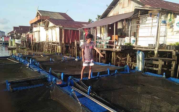 Ribuan Ikan Keramba Jaring Apung di Desa Pematang Limau Mati Tanpa Sebab