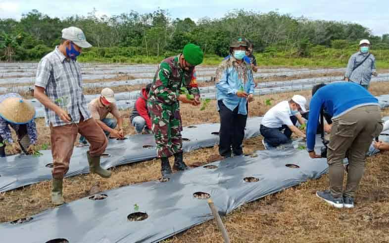 Danramil Muara Teweh Bantu Warga Tanam Cabai Dukung Ketahanan Pangan