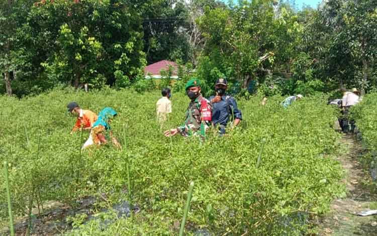 Babinsa Koramil Teweh Tengah Bantu Warga Panen Cabai