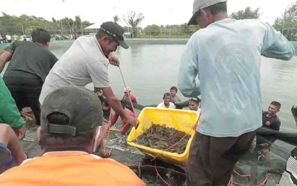 Percontohan Budidaya Udang Vaname Catatkan Keuntungan Rp 662 Juta