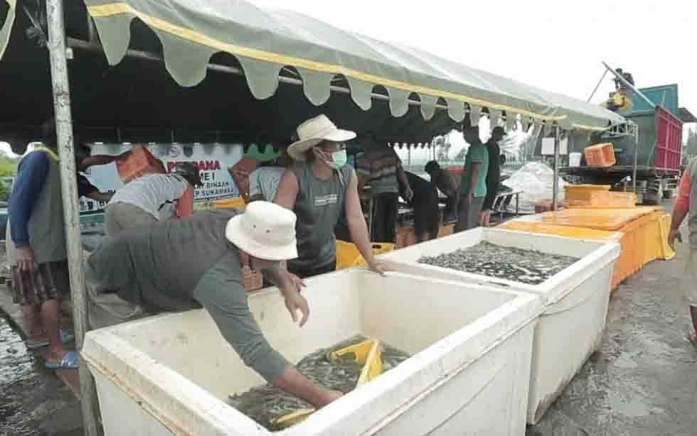 Shrimp Estate Kalteng Targetkan Konsumen Lokal dan Mancanegara