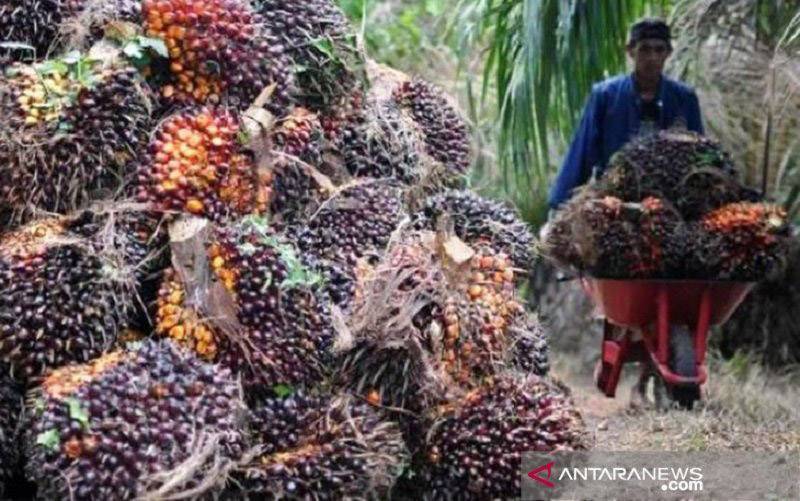 Kampanye Negatif untuk Tekan Daya Saing Produk Sawit Indonesia