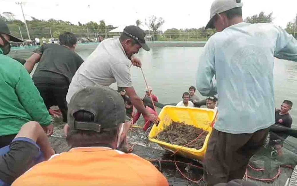Ini Alasan Dipilihnya Udang Vaname untuk Shirmp Estate Kalteng