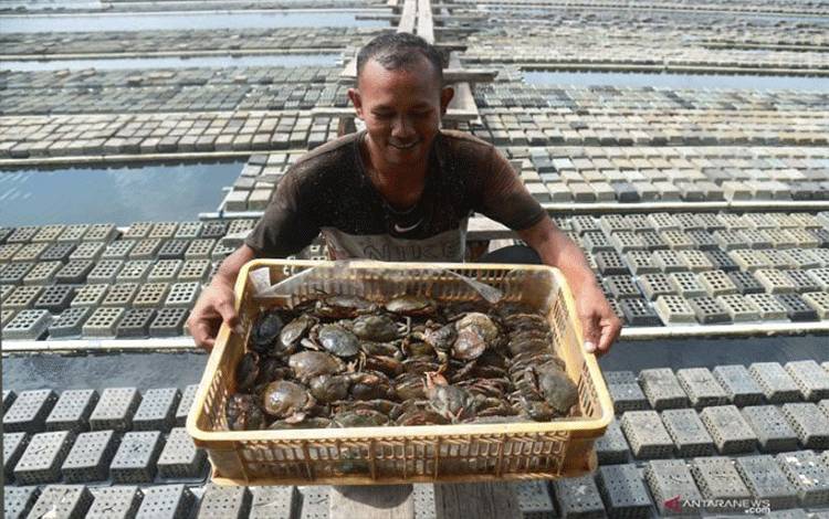 Seruyan Dinilai Potensial untuk Pengembangan Budi Daya Kepiting