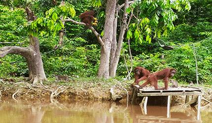 2.000 Hektar Hutan Didedikasikan untuk Konservasi Orangutan