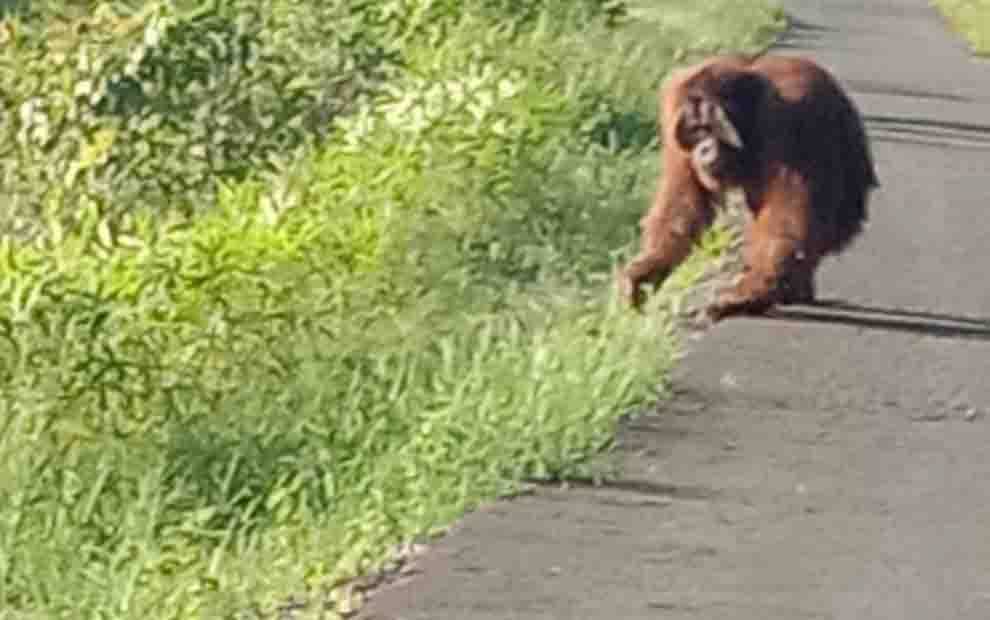 Orangutan Masuk Rumah Warga Mendawai Katingan