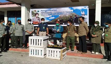 23 Kakatua Koki Dikembalikan ke Habitat Alaminya
