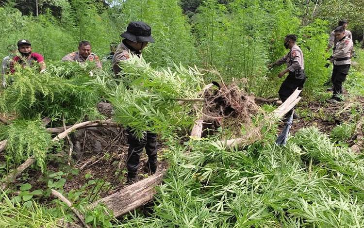 BNN Musnahkan 2 Hektare Ladang Ganja