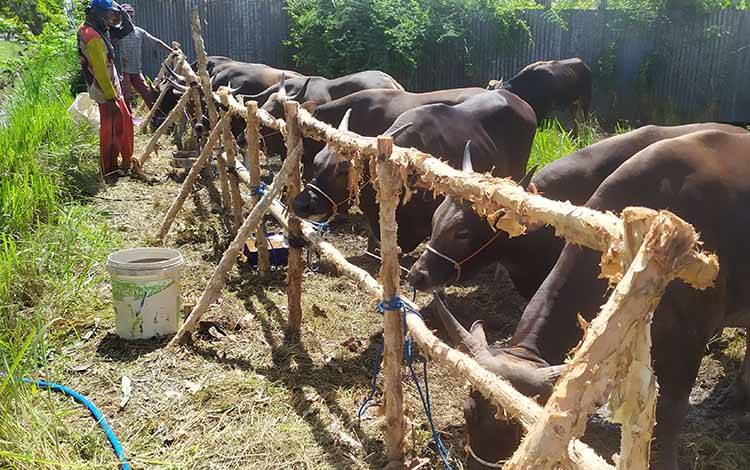 Jelang Iduladha, Sampit Banyak Kedatangan Sapi Sulawesi