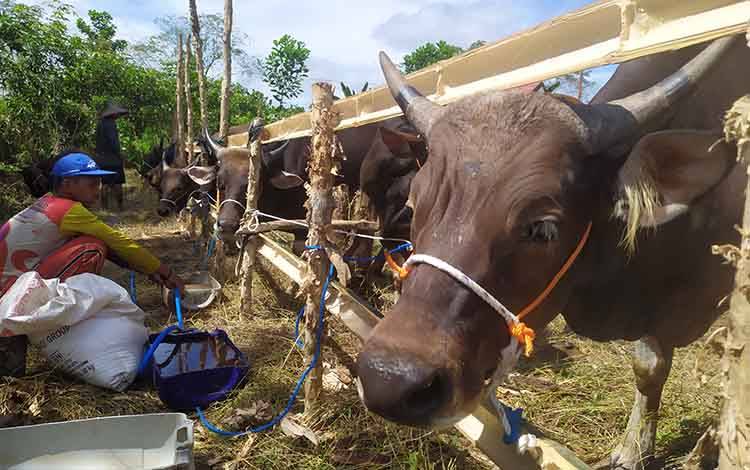 Harga Sapi Kurban di Sampit Tahun Ini Dipastikan Naik