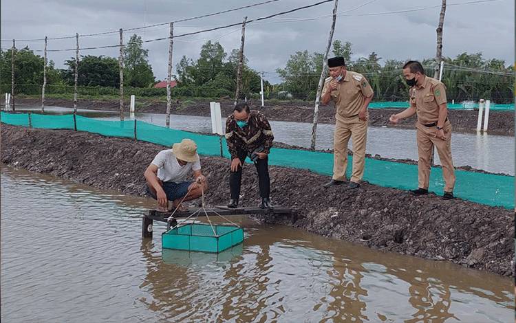 OJK Kunjungi Budidaya Udang Vaname di Sukamara