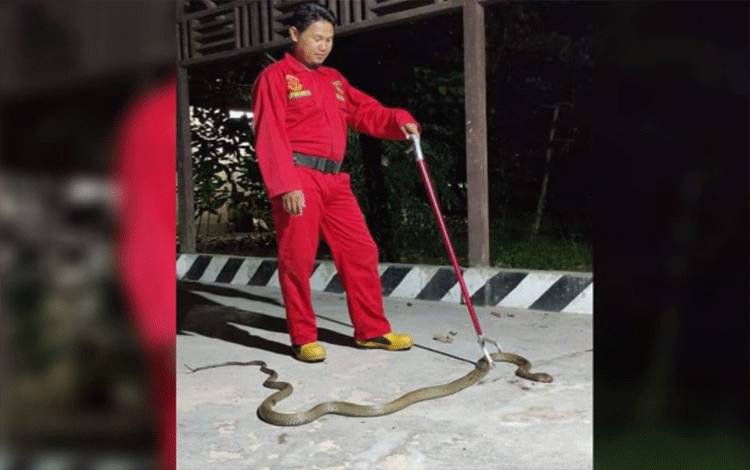 King Kobra Satroni Kantor Pemerintahan
