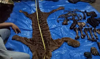KLHK Tangkap Pelaku Perdagangan Kulit dan Organ Harimau