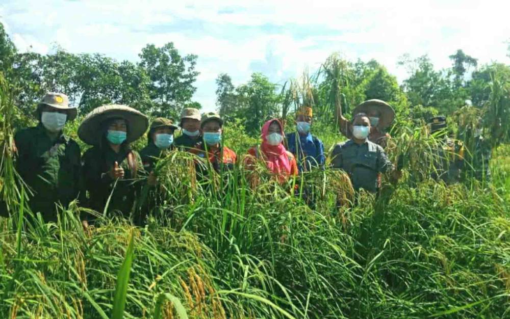 Panen Padi di Lokasi Food Estate Kapuas Sudah Dilakukan di 9.720 Hektare Lahan