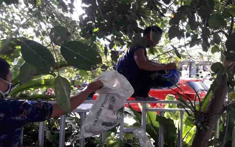 Petugas Damkar Palangka Raya Evakuasi Sarang Lebah di Pemukiman Warga