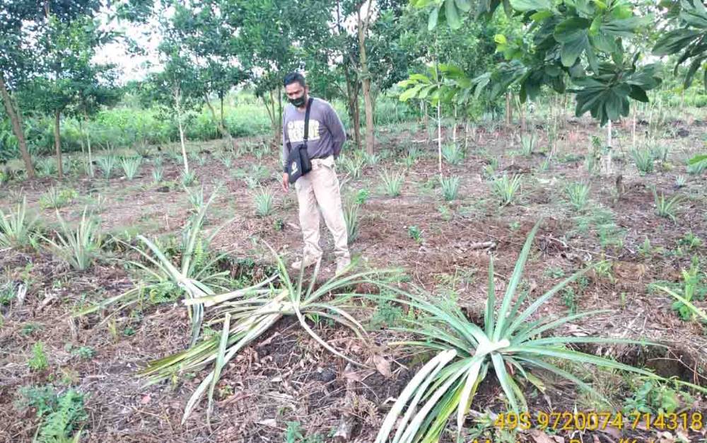 Kebun Nanas Warga di Sampit Porak-poranda, Diduga Ulah Beruang