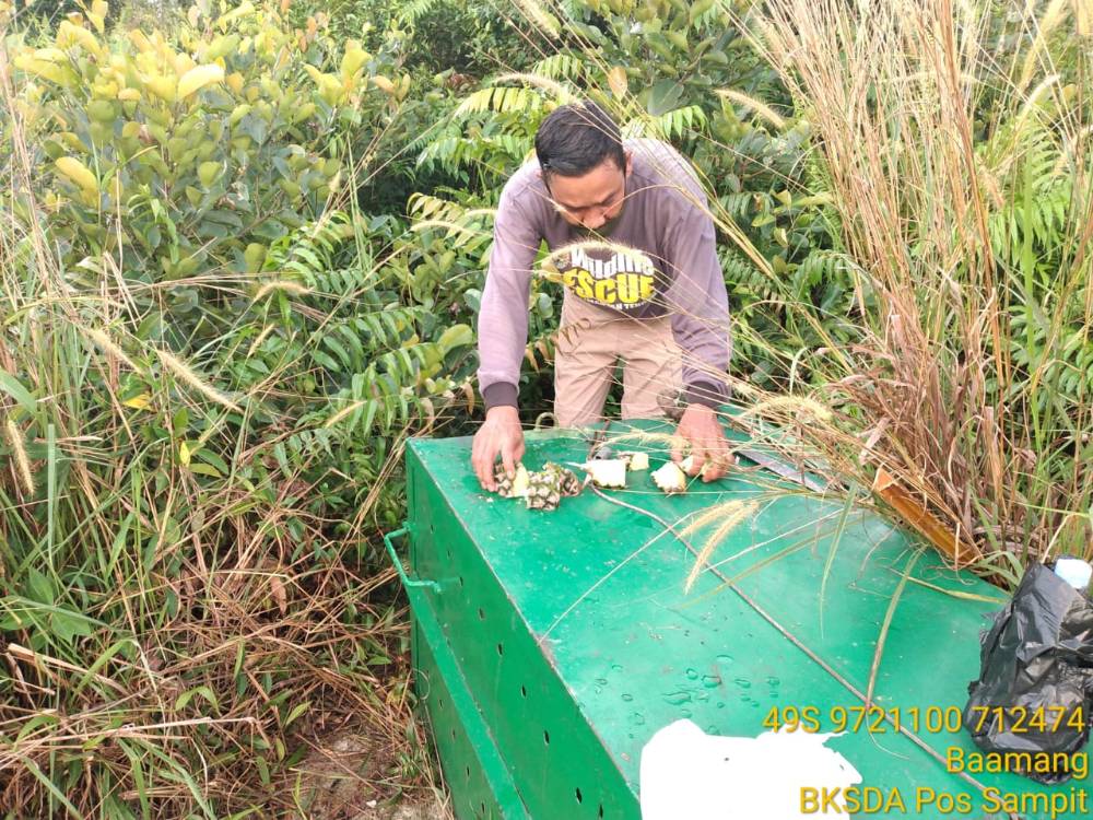 BKSDA Pasang Umpan untuk Beruang Perusak Kebun Nanas, Hasilnya Bikin Geleng-geleng Kepala