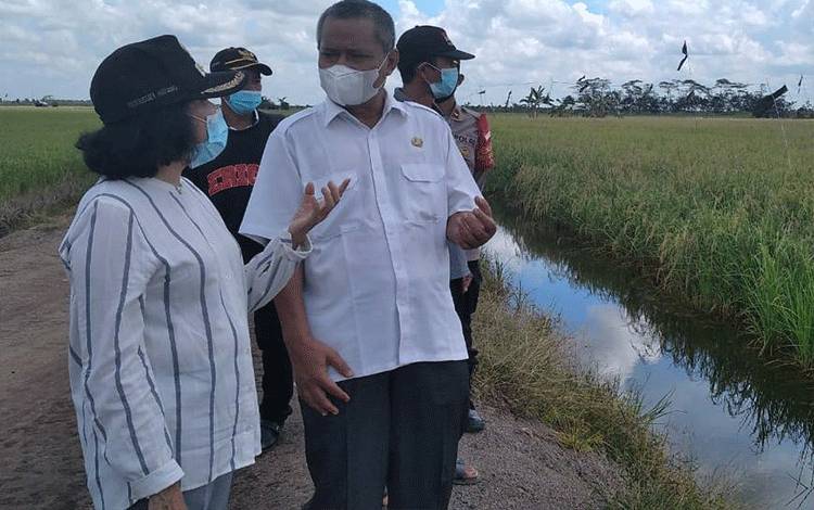 Plt Bupati Pulang Pisau Tinjau Food Estate Bertujuan untuk ini
