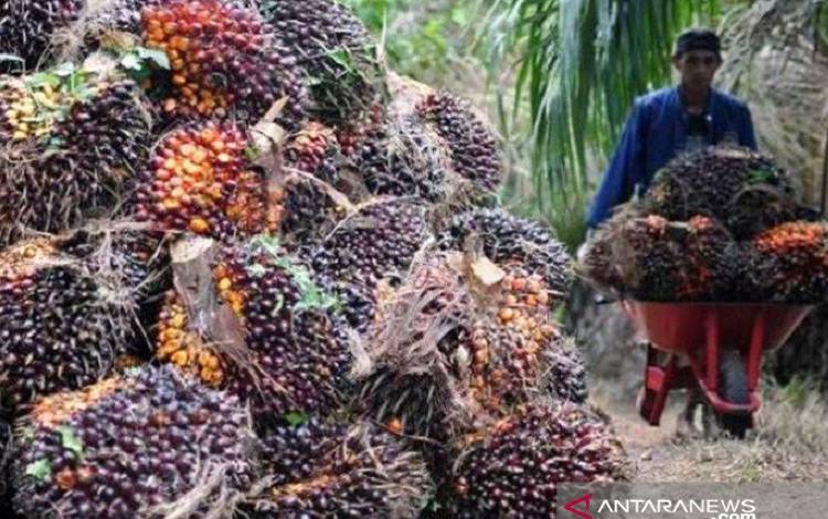 Aspekpir Perkuat Kemitraan Pekebun dengan Pabrik Kelapa Sawit