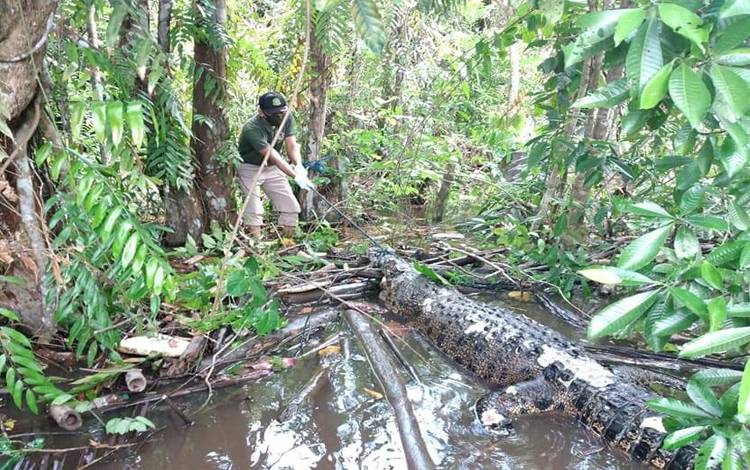 11 Tahun Terakhir, 26 Terluka, 6 Orang Meninggal Akibat Serangan Buaya di Kotim