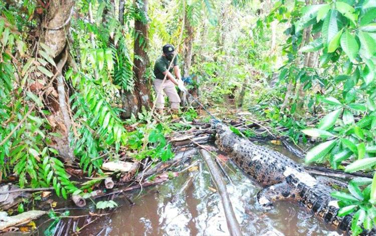 Sudah 42 Warga Jadi Korban Serangan Buaya