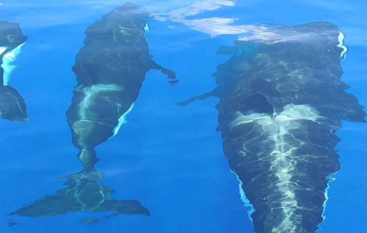 KKP Ungkap Polusi Gelombang Suara dan Sampah Laut Ancam Mamalia Laut