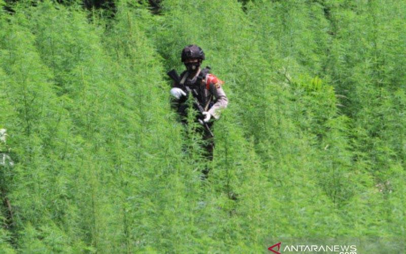 Bareskrim Polri Temukan 5 Hektare Ladang Ganja