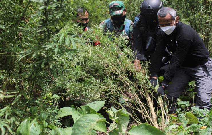Polri Gagalkan Peredaran 529 Kg Ganja