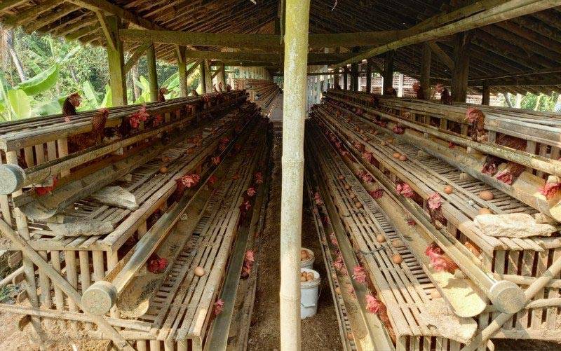 Asosiasi: PPN Bahan Baku Pakan Berpotensi Picu Inflasi
