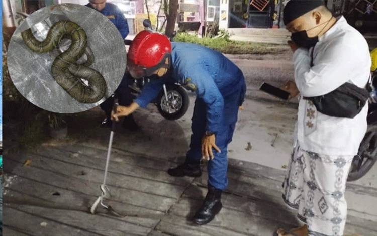 Kaget Ada Ular Kadut di Depan Rumah?