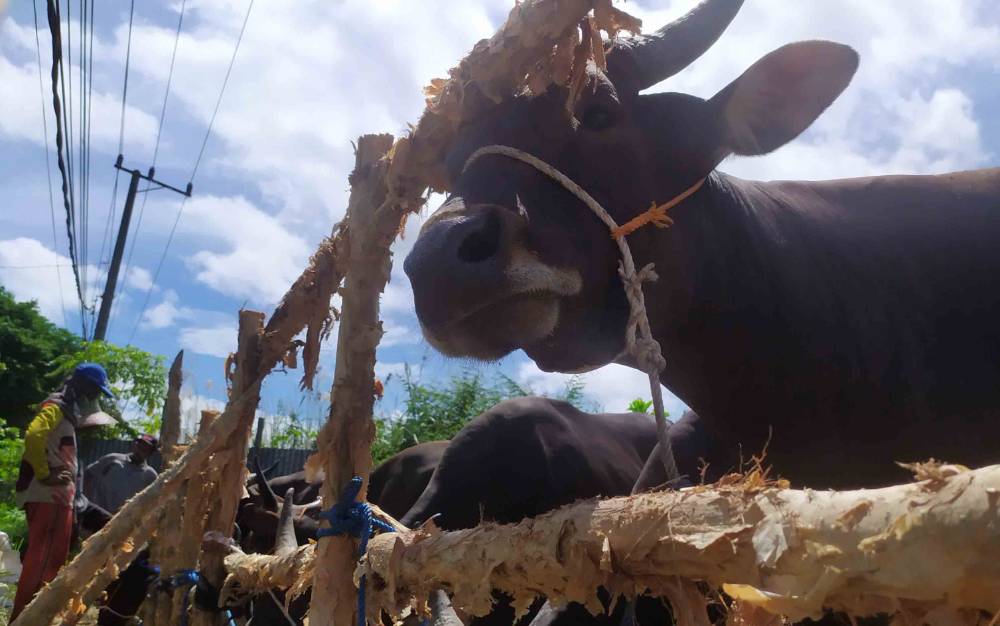 Pedagang Hewan Kurban di Sampit Masih Sepi Pembeli