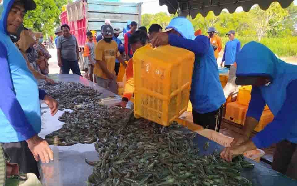 Hasil Produksi Udang Vaname di Kecamatan Pantai Lunci Capai 50,69 Ton