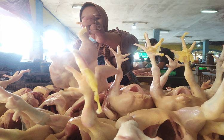Baru Kali Ini, Harga Daging Ayam di Sampit Sentuh Harga Terendah