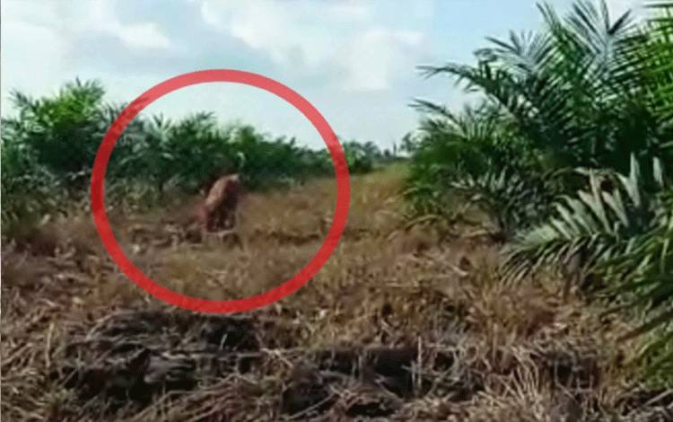 Orangutan Rusak Kebun Warga di Parenggean