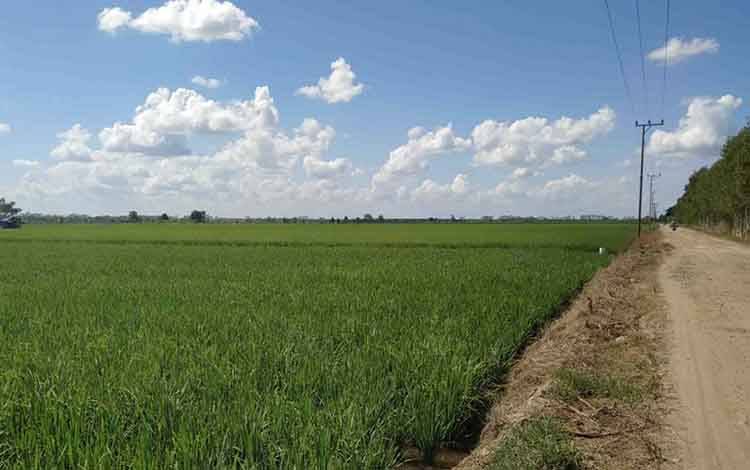 3.000 Hektare Lahan Ekstensifikasi Food Estate di Pulang Pisau Sudah Siap