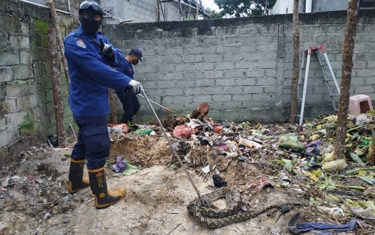 Muncul di Halaman Rumah, Ular Phyton Ukuran 3 Meter Diamankan Petugas Damkar Kobar