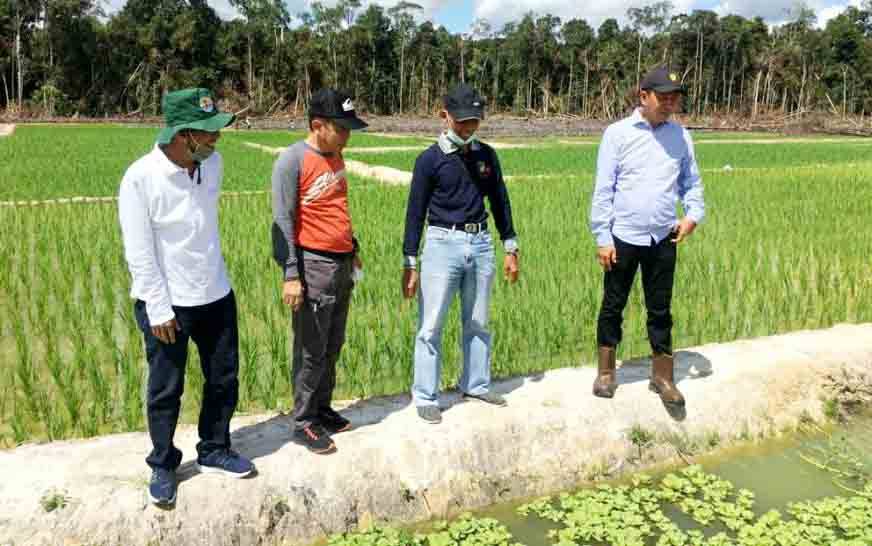 Bupati Barito Utara Pantau Sawah Poktan Mitra Laba Paring Lahung