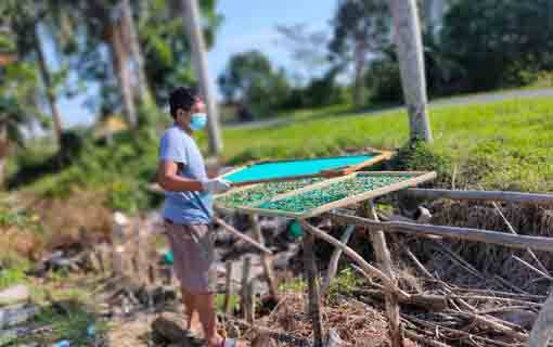 Menengok Budidaya Bunga Telang yang Hasilkan Produk Minuman Favorit Turis di Pulang Pisau