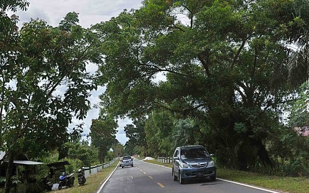 Keberadaan Pohon di Pinggir Jalan Tjilik Riwut Membahayakan Pengendara