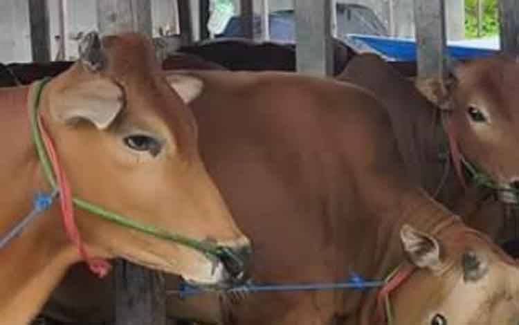 Hewan Kurban Harus Aman dan Sehat