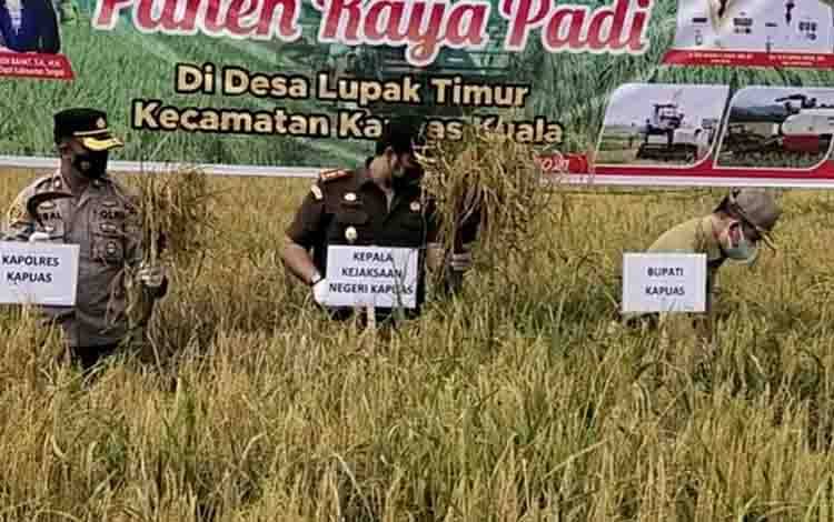 Wakapolres Kapuas Hadiri Panen Raya di Desa Lupak Timur
