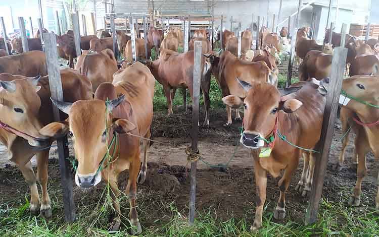 Penyembelihan Hewan Kurban Harus Taat Protokol Kesehatan