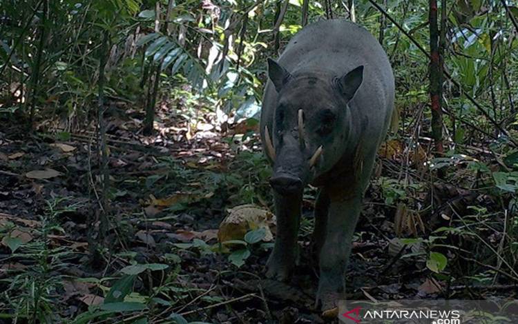 Akhirnya Wujud Babirusa yang Dianggap Mitos Terekam