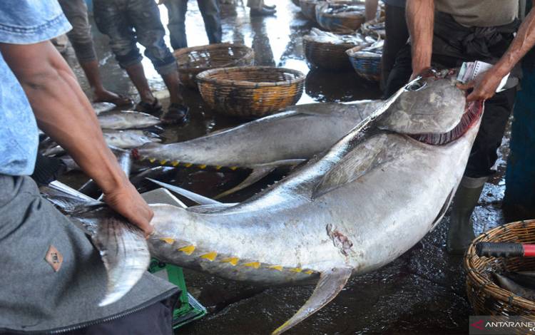 Aplikasi Laut Nusantara Bisa Deteksi Lokasi Ikan Tuna