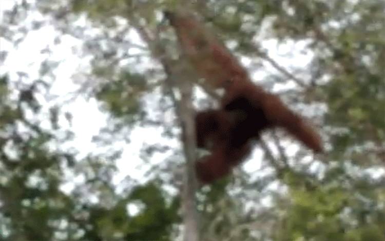 Orangutan Masuk Kebun Karet di Desa Natai Baru