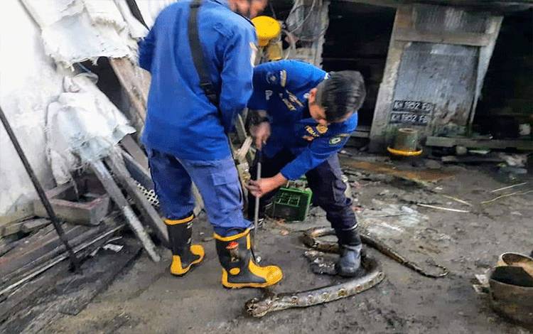 Sanca 3 Meter Masuk Kandang Ayam Warga di Sampit